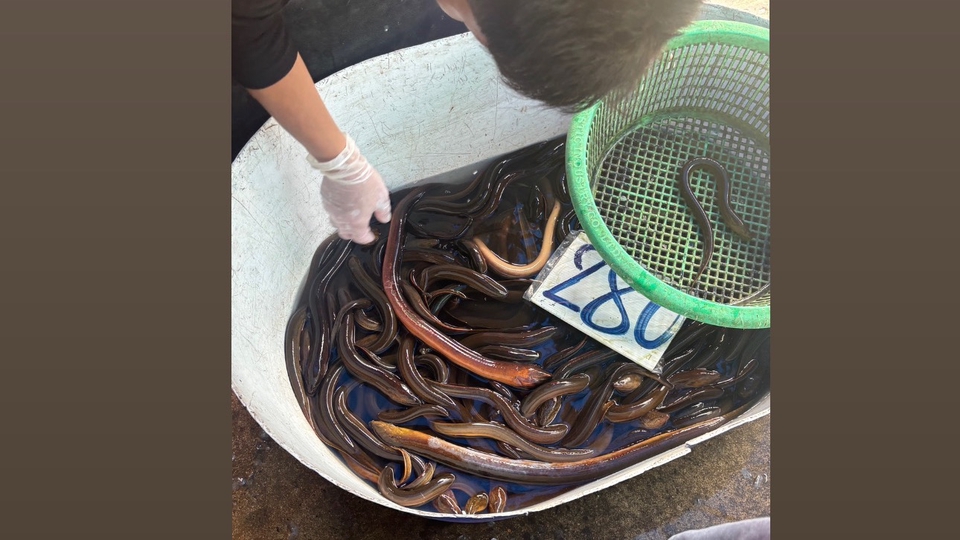 ปล่อยปลาหน้าเขียง