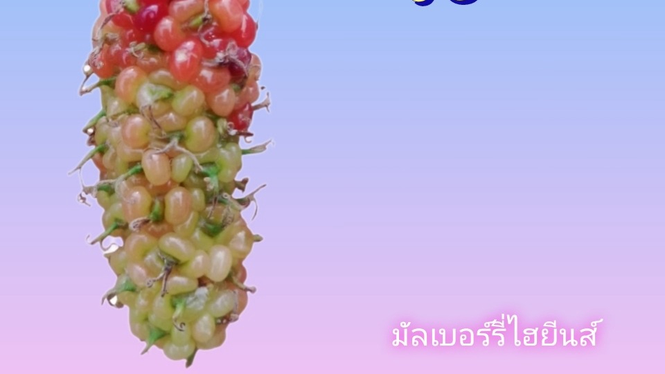 บริการทำความสะอาด บ้านที่มีสัตว์เลี้ยง แมว สุนัข ฯลฯ
รอบเช้า / รอบบ่าย รวมเวลา 4 ช.ม. 950.-