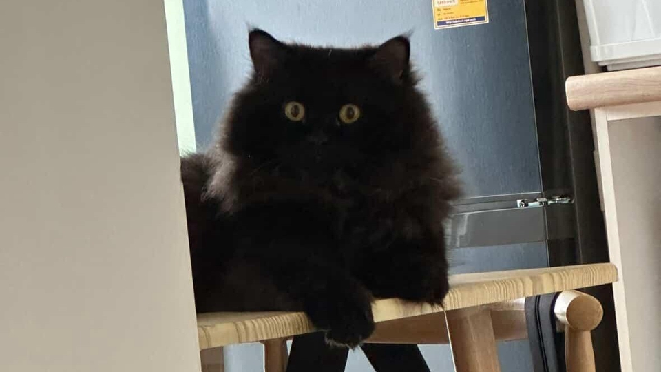 คุยเป็นเพื่อนแก้เหงา เล่นเกมเป็นเพื่อนได้ค่ะ แต่ไม่เก่งเท่าไหร่ ส่งข้อความหาน่ารักๆ โทรหาได้ค่ะ