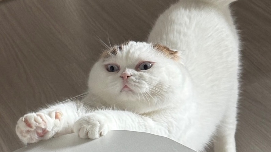 รับให้อาหารหมาแมวจรในกรุงเทพ