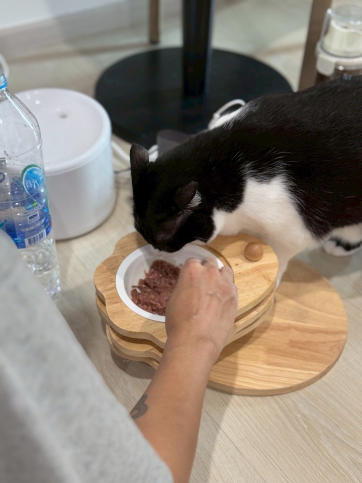 รับจ้างเลี้ยงแมว ดูแลแมวที่บ้าน อาหารแมวคุณภาพ