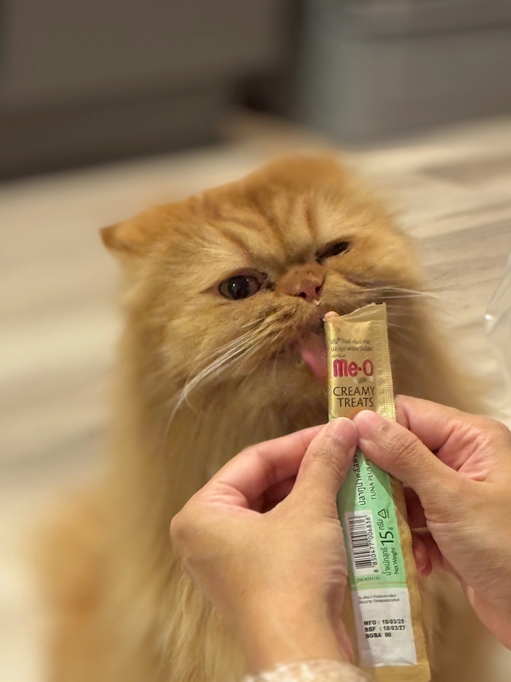 รับดูแลแมวที่บ้านให้อาหารขนมแมวMe-O