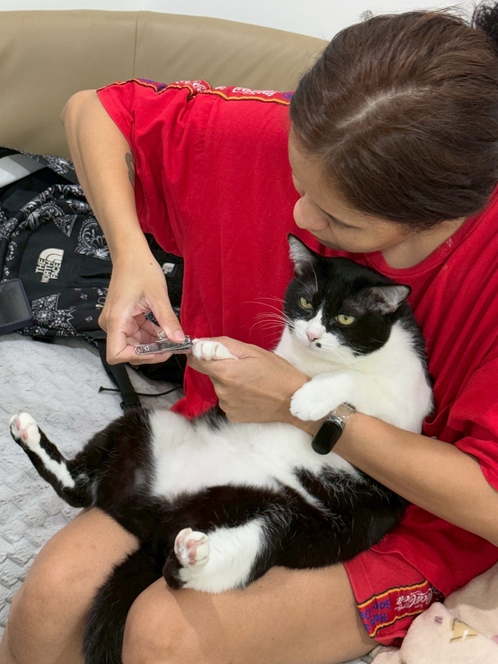 รับจ้างเลี้ยงแมว ดูแลแมวตัดเล็บ บริการพี่เลี้ยงแมวที่บ้าน