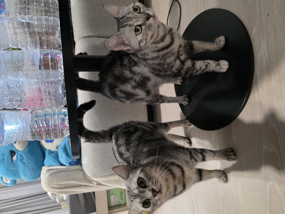 รับดูแลแมวตามบ้าน สองแมวเหมียว น่ารัก น่าเอ็นดู