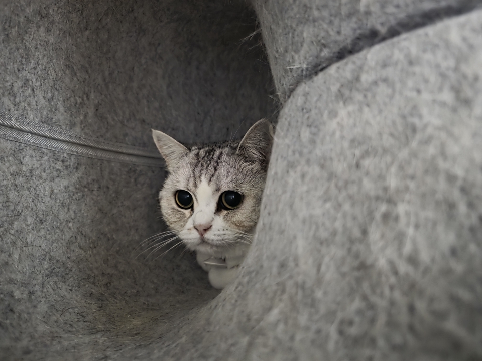 รับดูแลแมวตามบ้าน แมวน้อยน่ารักอยู่ในบ้านพักชั่วคราว