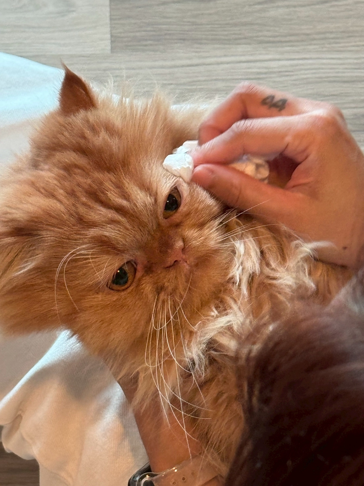 รับดูแลแมวที่บ้าน ดูแลความสะอาดตาแมวขนยาว