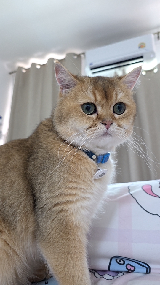 รับดูแลแมวที่บ้าน บริการพี่เลี้ยงแมว ดูแลแมวสวยน่ารัก