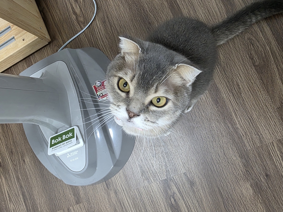 รับดูแลแมวตามบ้าน ดูแลแมวระหว่างคุณไม่อยู่  แมวเหมียว น่ารัก