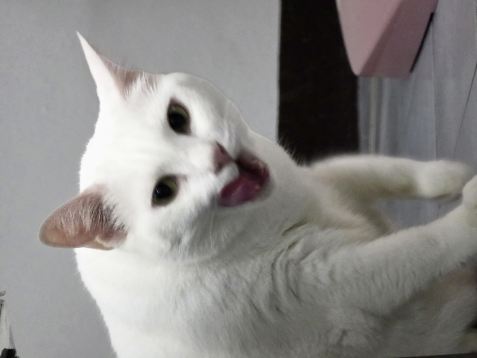 รับดูแลแมวตามบ้าน ดูแลแมวขาวน่ารัก