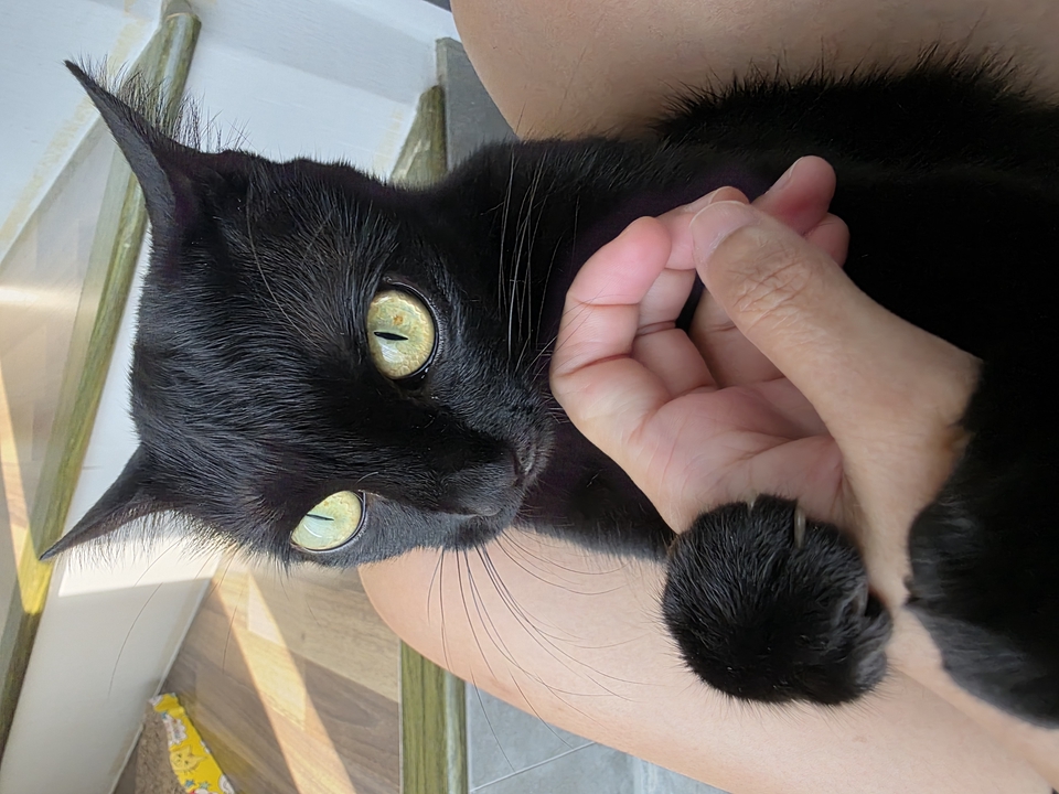 รับจ้างเลี้ยงสัตว์ - รับดูแลแมวตามคอนโดและบ้านพัก - 26