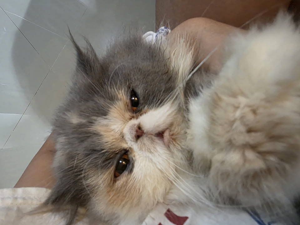 รับดูแลแมวที่บ้าน  แมวเปอร์เซียขนยาวน่ารัก