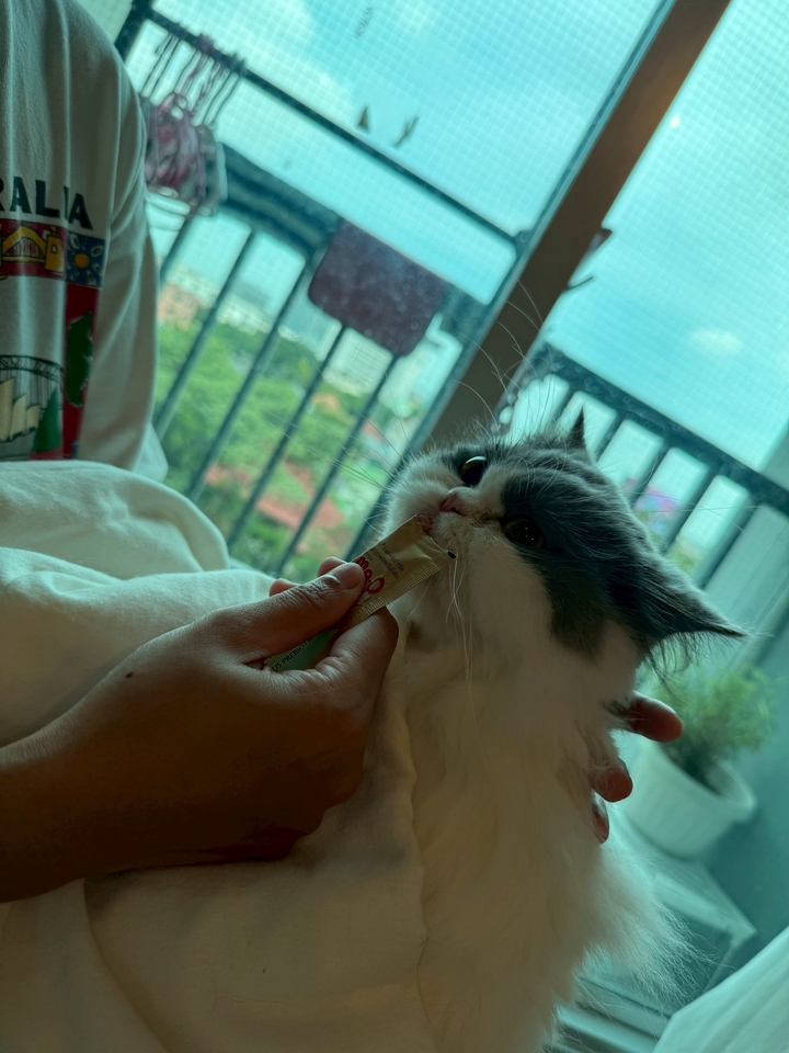 รับจ้างเลี้ยงแมว ดูแลแมวที่บ้าน ให้บริการพี่เลี้ยงแมว