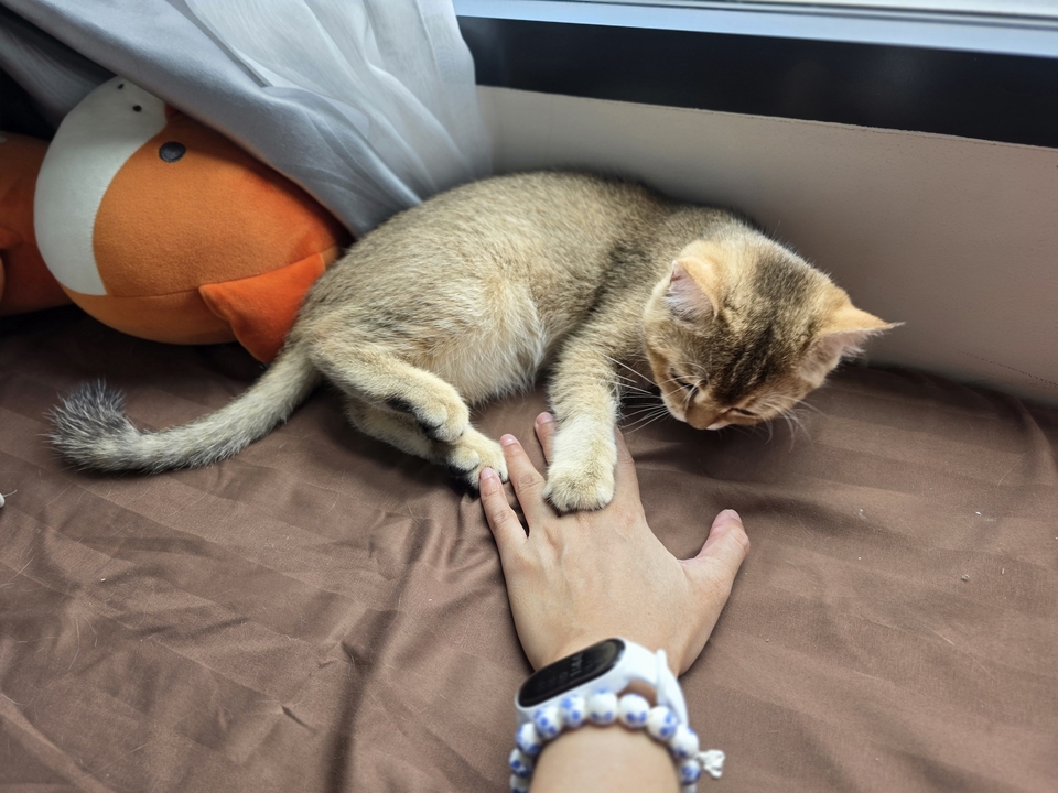 รับจ้างเลี้ยงแมว ดูแลแมวที่บ้าน  แมวน้อยน่ารัก