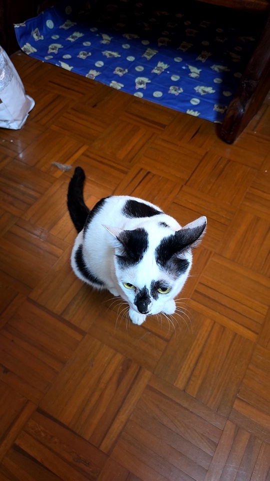 รับดูแลแมวตามบ้าน แมวขาวดำน่ารัก บริการพี่เลี้ยงแมว