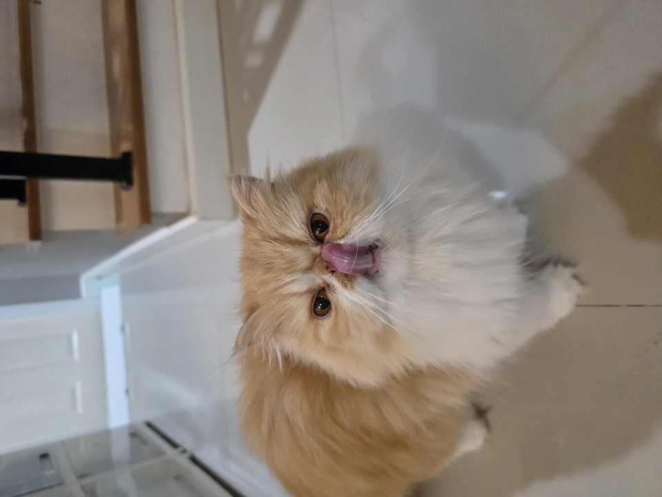 รับดูแลแมวที่บ้าน บริการพี่เลี้ยงแมว  ขนฟู น่ารัก