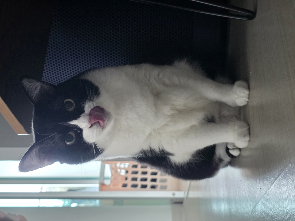 รับดูแลแมวตามบ้าน แมวน่ารัก บริการพี่เลี้ยงแมว