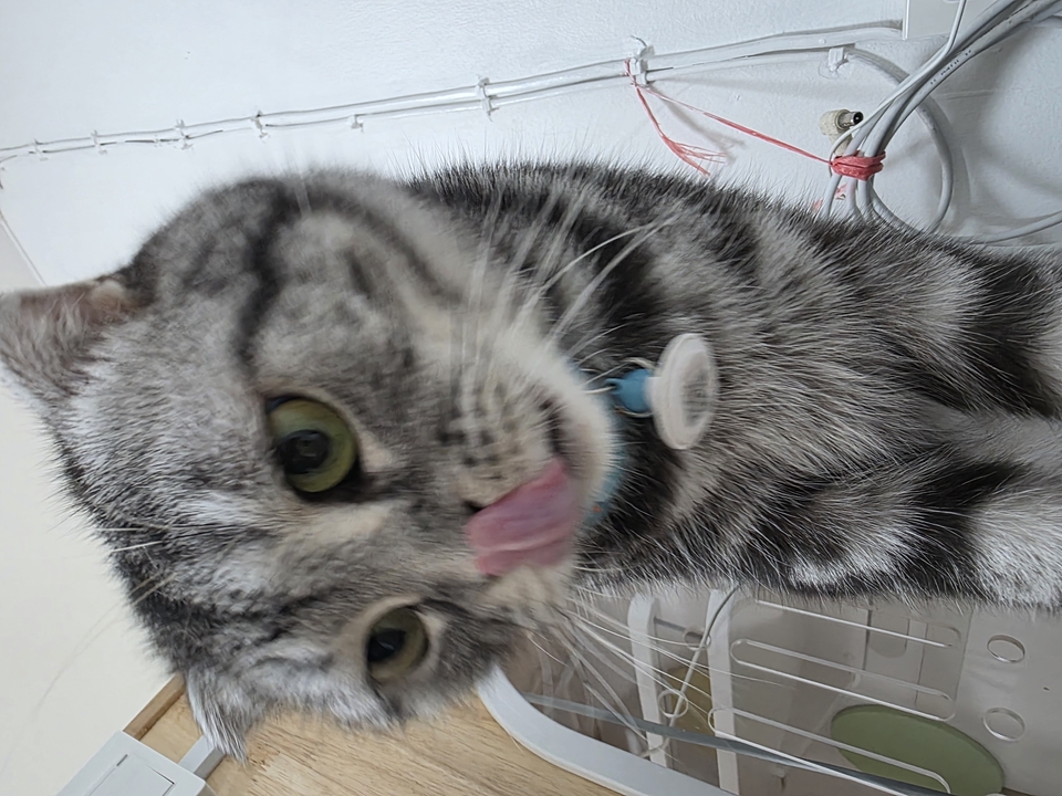 รับดูแลแมวตามบ้าน แมวเปอร์เซียขนสีเทาขาวน่ารัก