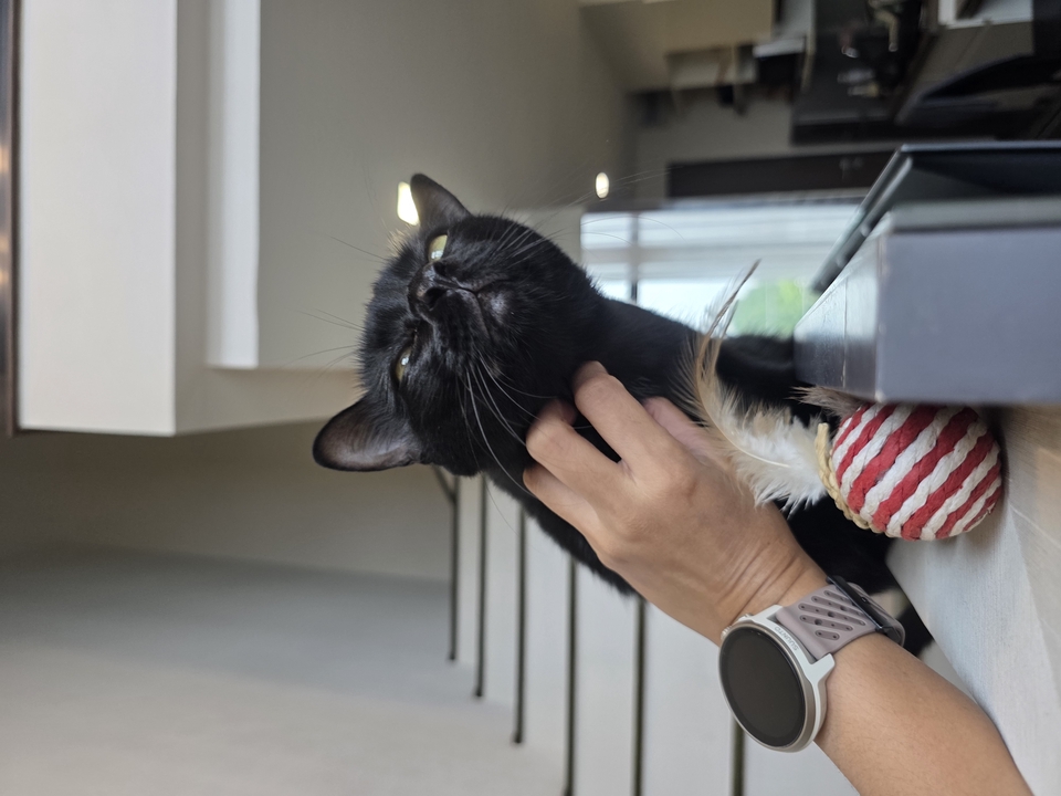 รับจ้างเลี้ยงสัตว์ - รับดูแลแมวตามคอนโดและบ้านพัก - 25