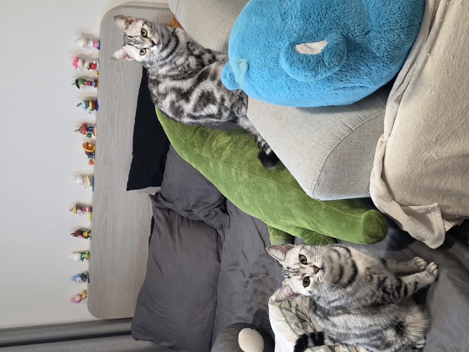 รับจ้างเลี้ยงแมว ดูแลแมวที่บ้าน  แมวเหมียว น่ารัก  บริการพี่เลี้ยงแมว