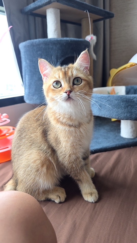 รับจ้างเลี้ยงแมว ดูแลแมวน่ารักที่บ้าน บริการพี่เลี้ยงแมว