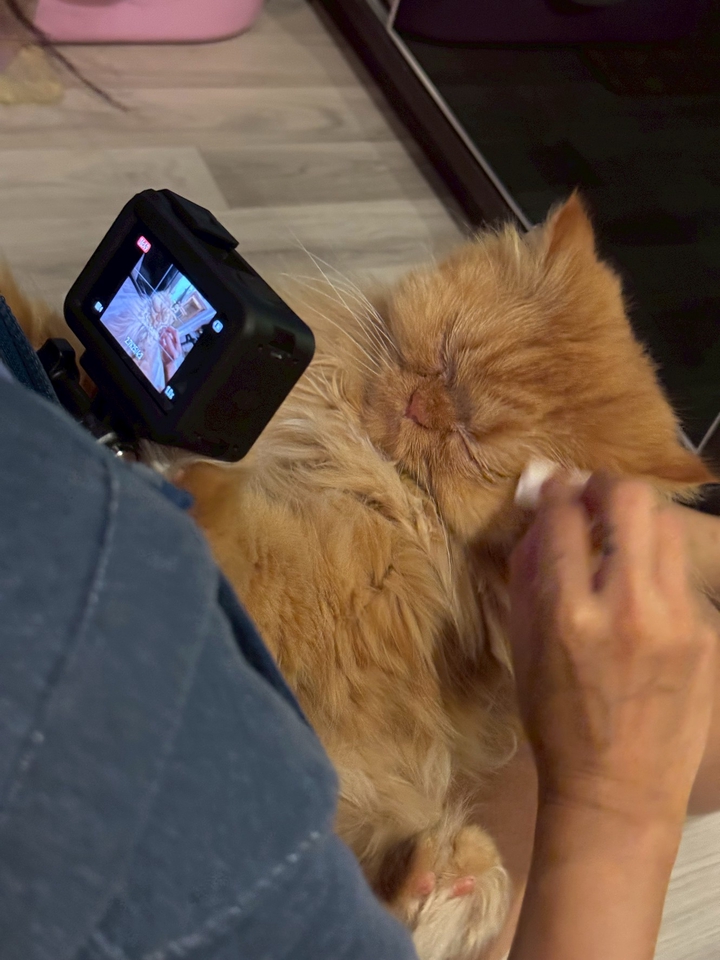 รับดูแลแมวตามบ้าน บริการพี่เลี้ยงแมว ดูแลแมวน่ารัก