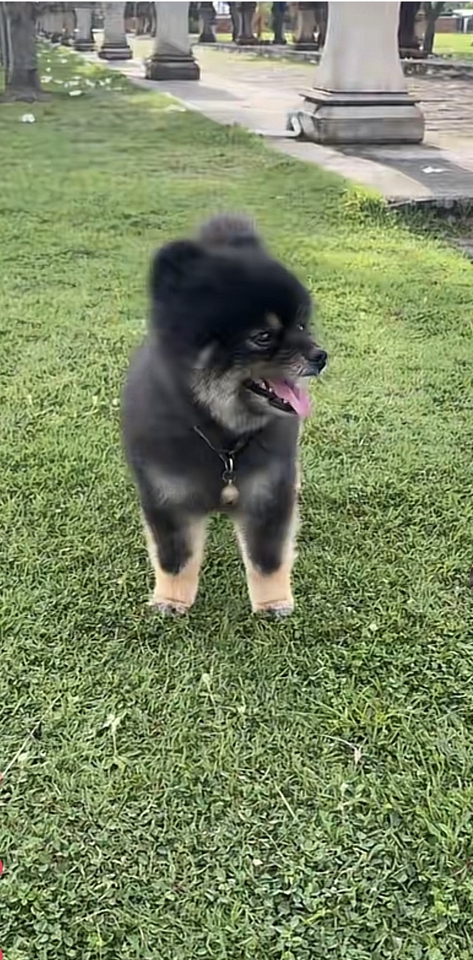 นายแบบ นางแบบสัตว์เลี้ยง - Pet therapy  - 7