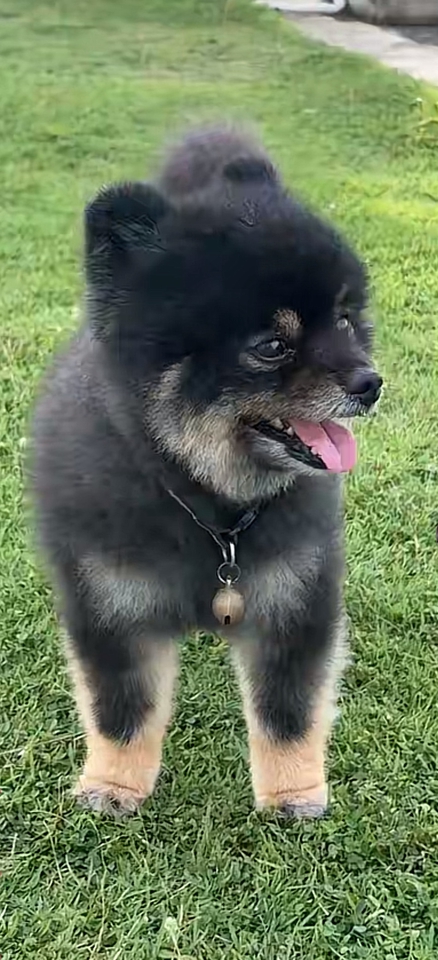 นายแบบ นางแบบสัตว์เลี้ยง - Pet therapy  - 5