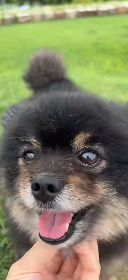 นายแบบ นางแบบสัตว์เลี้ยง - Pet therapy  - 11