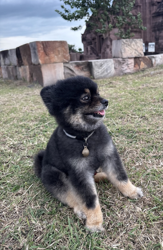 นายแบบ นางแบบสัตว์เลี้ยง - Pet therapy  - 3