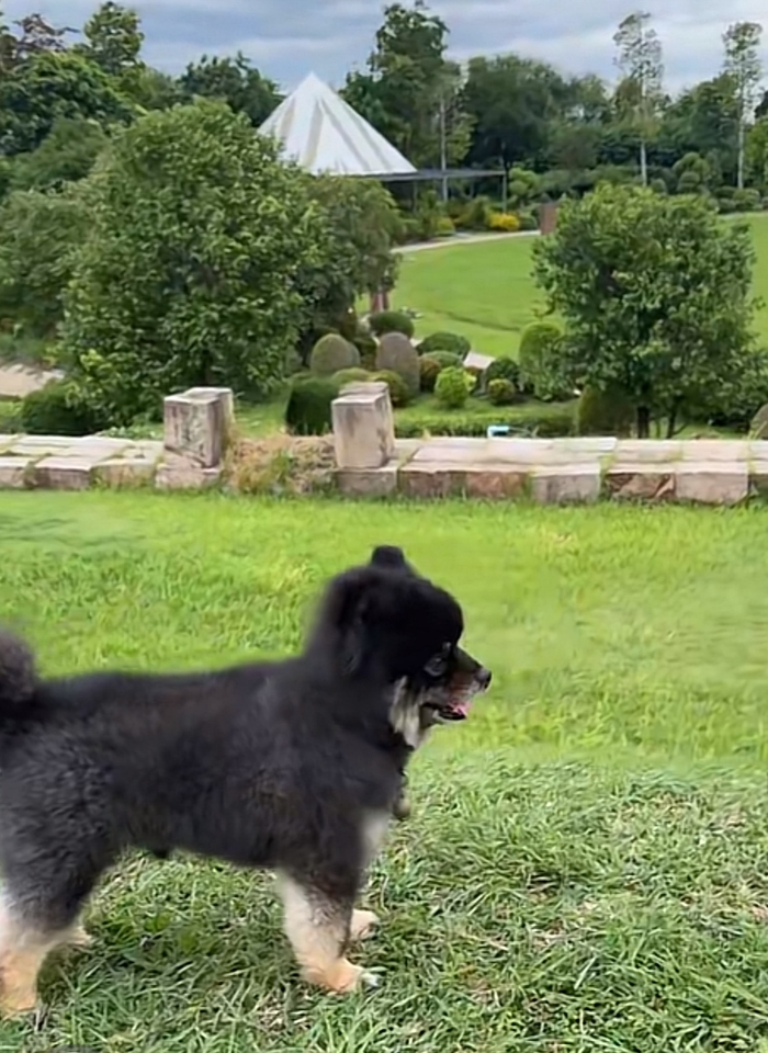 นายแบบ นางแบบสัตว์เลี้ยง - Pet therapy  - 8