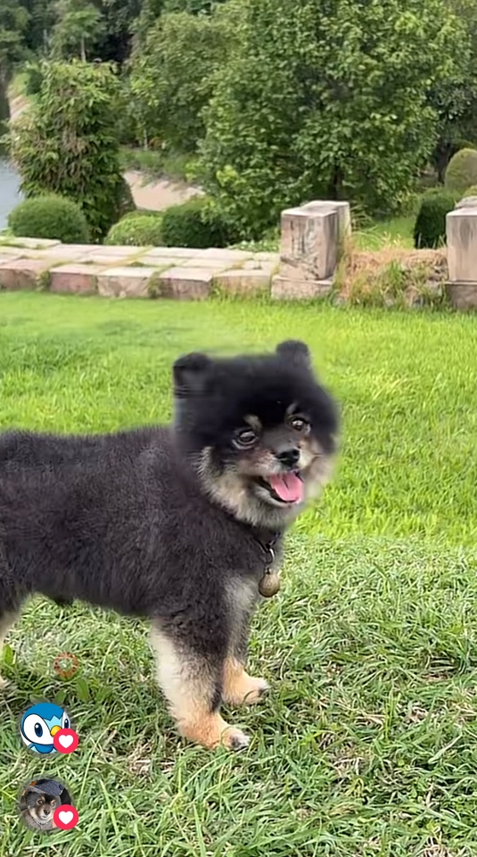 นายแบบ นางแบบสัตว์เลี้ยง - Pet therapy  - 9