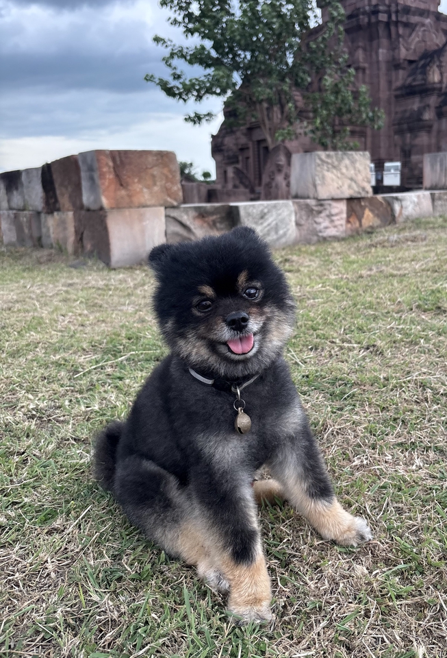 นายแบบ นางแบบสัตว์เลี้ยง - Pet therapy  - 4