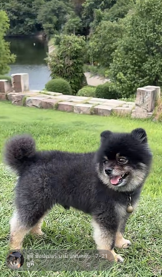 นายแบบ นางแบบสัตว์เลี้ยง - Pet therapy  - 10