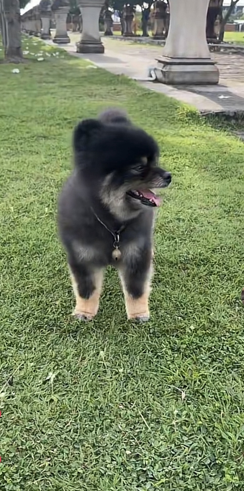 นายแบบ นางแบบสัตว์เลี้ยง - Pet therapy  - 6