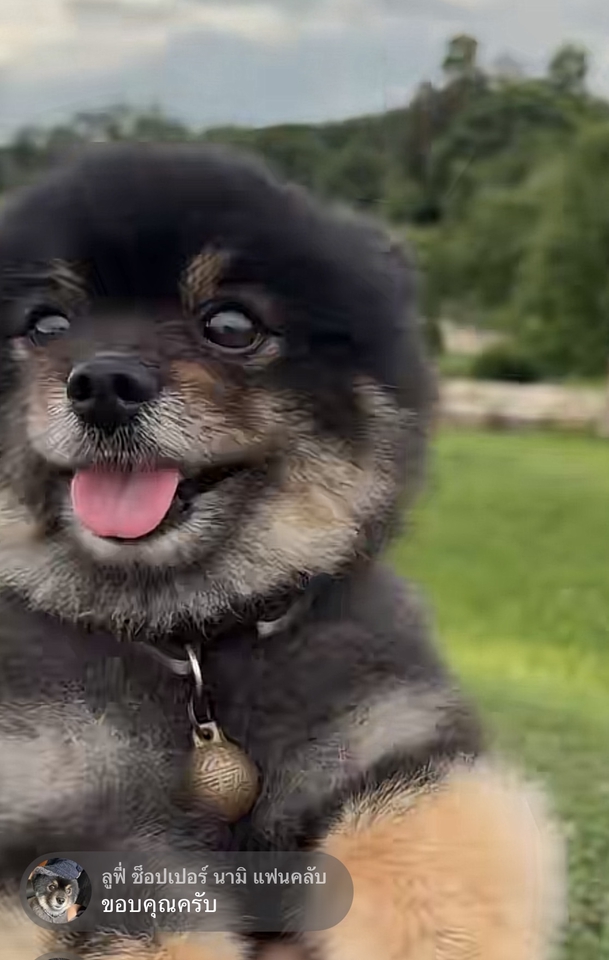 นายแบบ นางแบบสัตว์เลี้ยง - Pet therapy  - 12