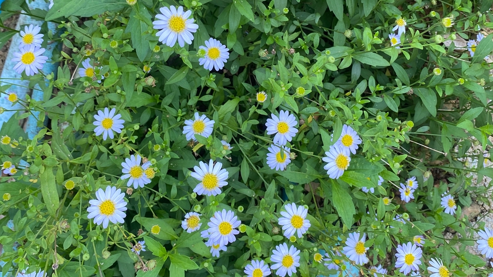 ดอกไม้ที่บาน