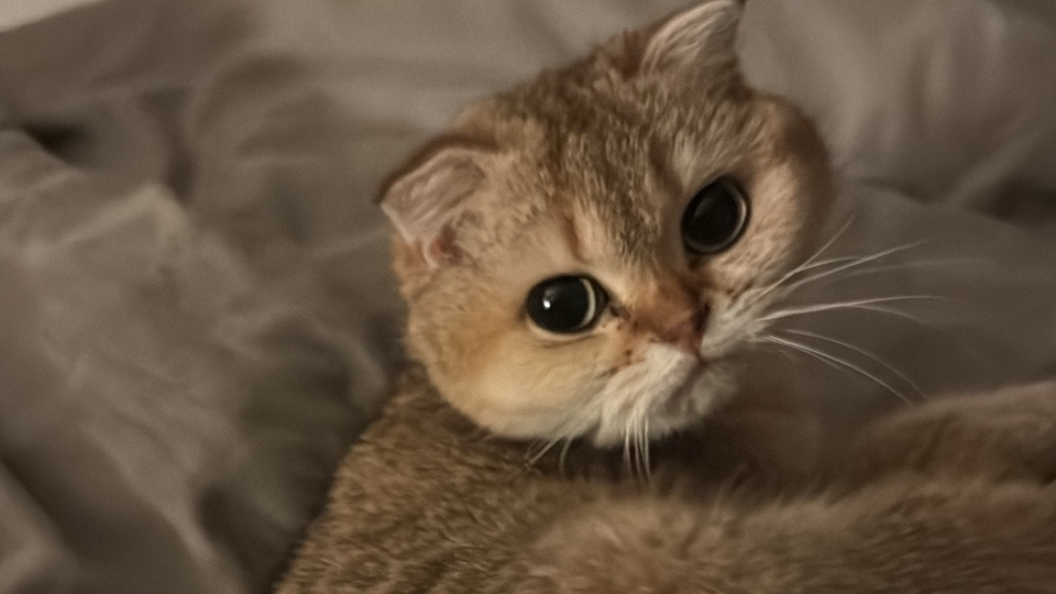 รับดูแลแมวที่บ้าน ดูแลแมวตัวน้อยน่ารัก บริการพี่เลี้ยงแมว