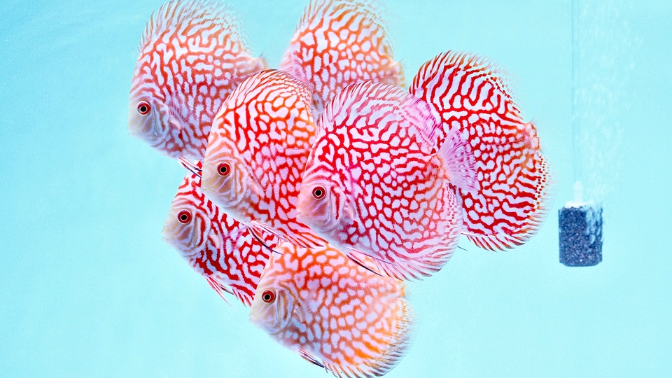 ที่ปรึกษาการเลี้ยงปลา Discus ระดับพรีเมี่ยม"พร้อมบริการ"จำหน่ายปลา Discus เกรดพรีเมี่ยม พร้อมจัดส่ง