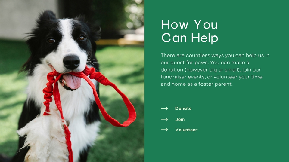 Web Development - Fast Web | Dog Cat Hotel Vet Clinic Animal Charity Website English Thai 1-2 days - 5