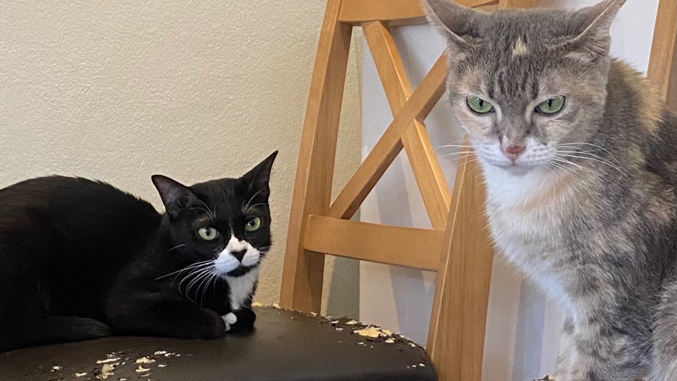 บริการ เลี้ยง ตักมูลน้อง
เทอาหาร เล่นกับน้องค่ะ
ที่บ้านมีสองหน่อ ทักมาสอบถามได้นะคะ อยู่โซนพัทยา