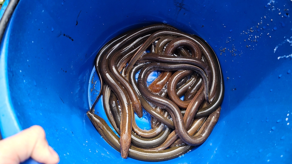 รับปล่อยปลาทำบุญ