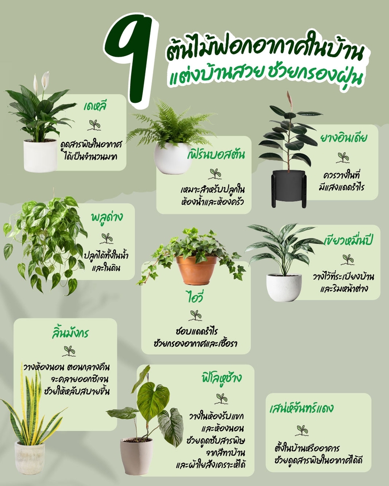 รับทำ infographic ต้นไม้ฟอกอากาศ 9 ชนิด