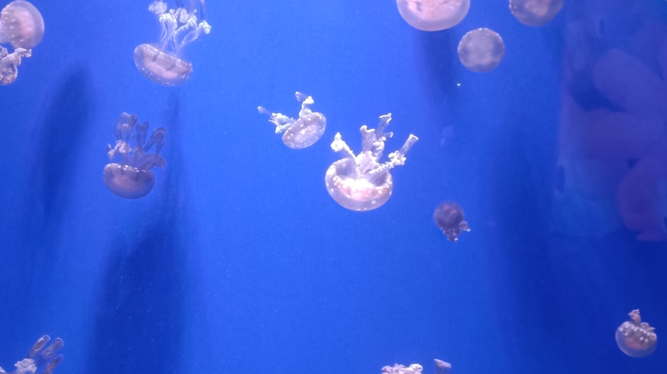 จะรับฟังทุกปัญหาที่ลูกค้าเจอ แต่ไม่สามารถช่วยอะไรได้ เพราะพี่เอฟก็เหมือนแมงกะพรุนที่ไม่มีสมอง😅