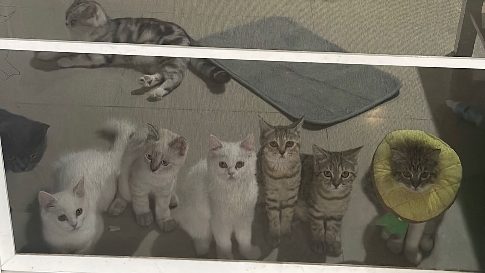 ฉันเลี้ยวแมวเยอะ และฉันก็เปิดร้านอาหารสัตว์