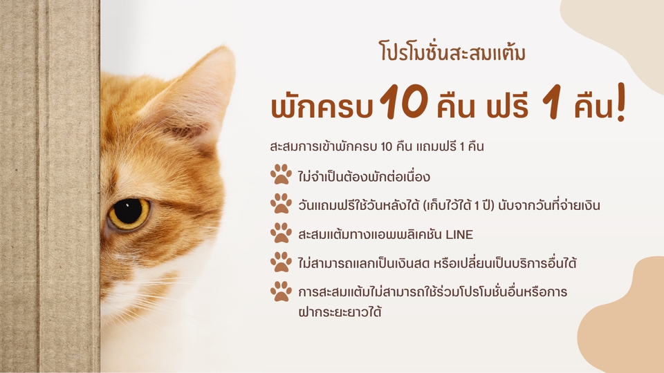 รับจ้างเลี้ยงสัตว์ - รับฝากแมวห้อง Standard - 4