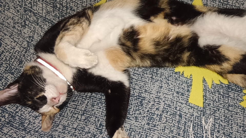 แมวที่เคยเลี้ยงให้น้า ( น้าฝากเลี้ยง)