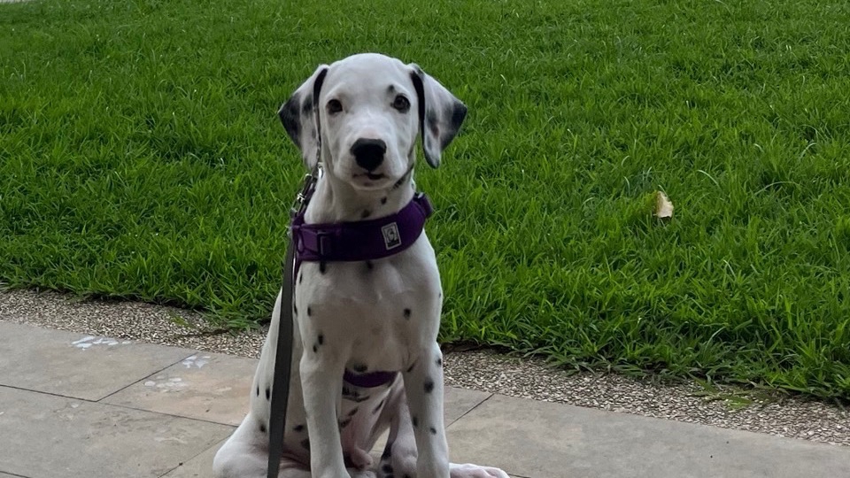 รับงาน จูงสุนัขเดิน ฝากรายชั่วโมง/รอเจ้าของไปทำธุระ