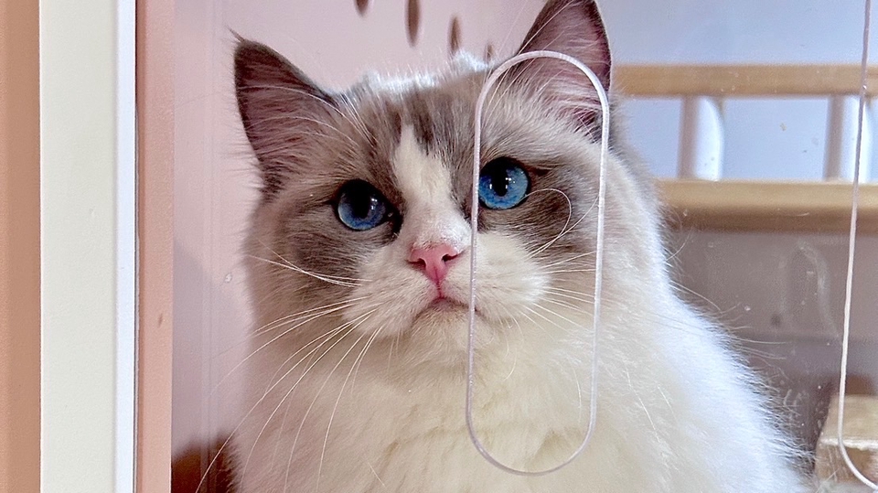 รับดูแลแมวตามบ้าน แมวเปอร์เซียขนยาวสวย น่ารัก บริการพี่เลี้ยงแมว