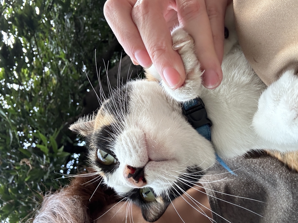 รับดูแลแมวที่บ้าน บริการพี่เลี้ยงแมว ดูแลแมวอย่างใกล้ชิด