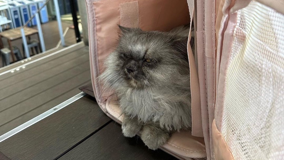 รับดูแลแมวตามบ้าน แมวเปอร์เซียขนยาวน่ารักอยู่ในกระเป๋าเดินทาง